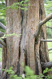 NSO高级会员游戏库今日更新 《水上摩托64》入库